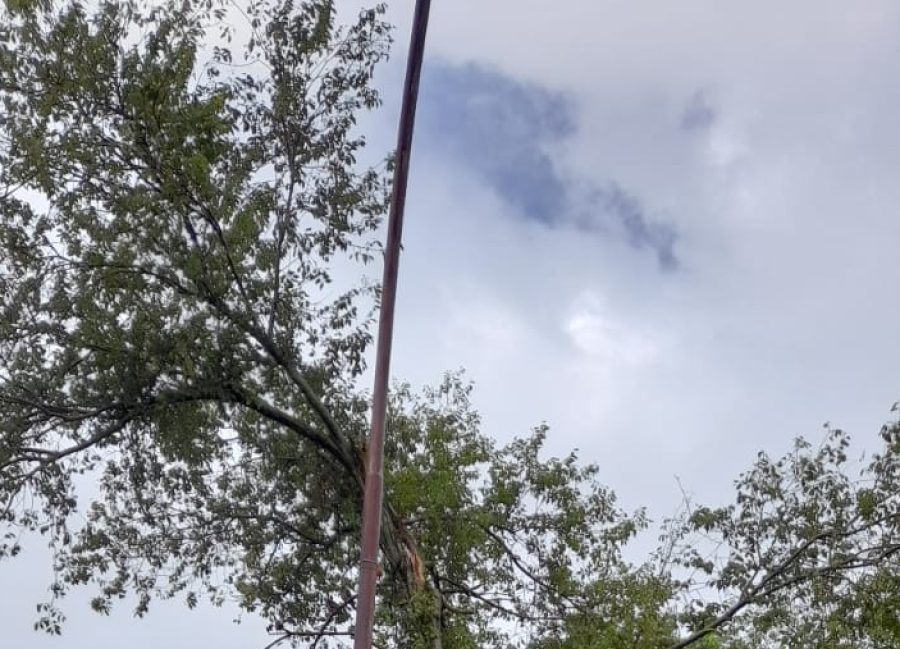 Vecinos de Barrio Jardín reclaman por la poda de un árbol