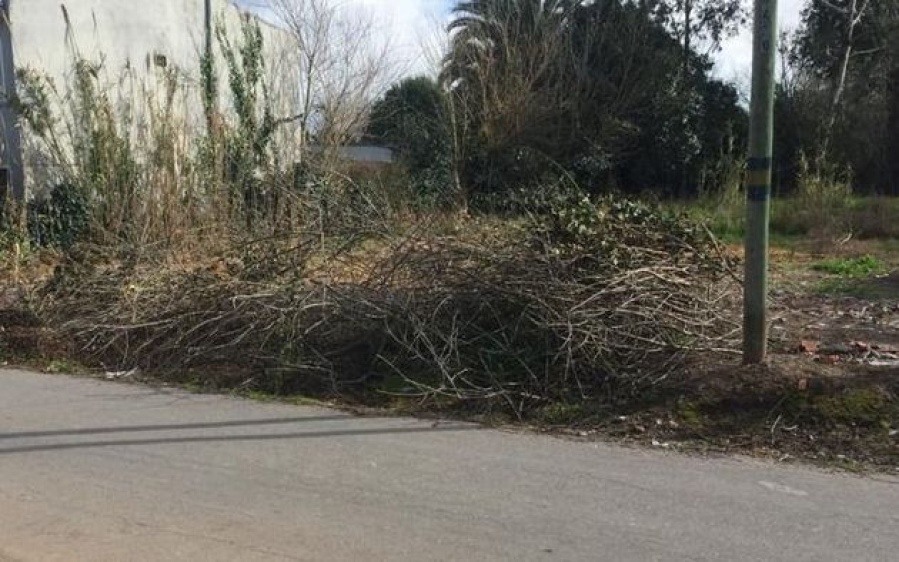 En City Bell reclaman por la falta de recolección de ramas