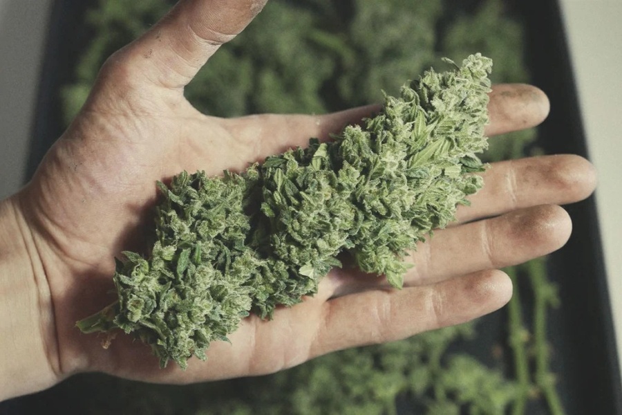 Una Universidad de Argentina puso en marcha una diplomatura sobre cannabis