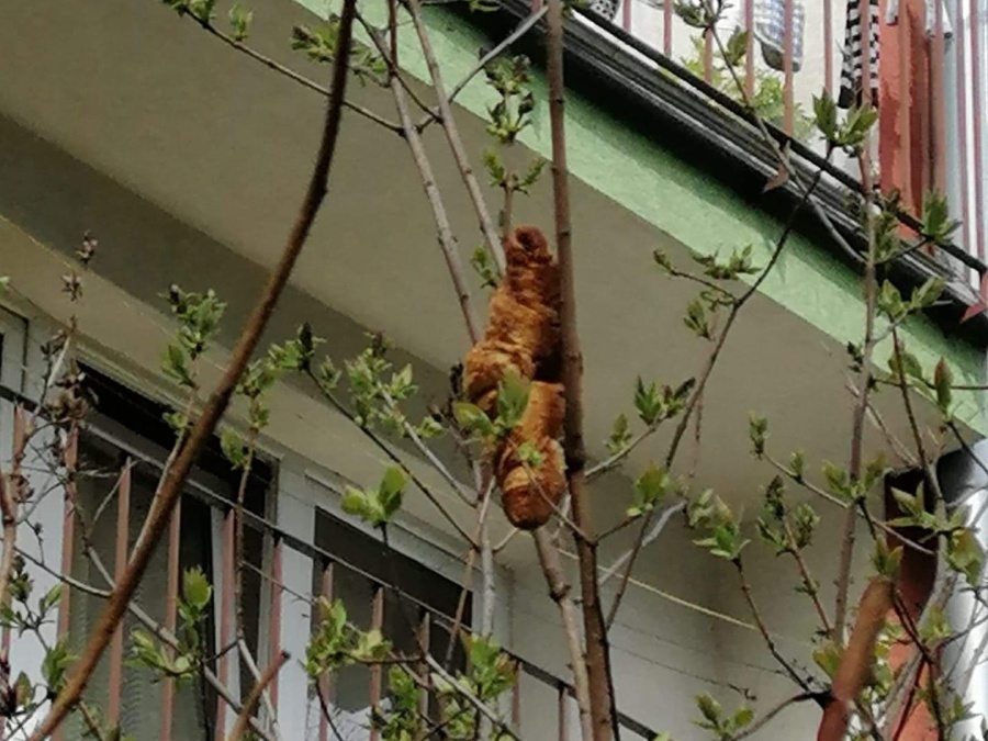 ”Tengo miedo, está sentado”: Pensaron haber visto un animal exótico y descubrieron una medialuna gigante