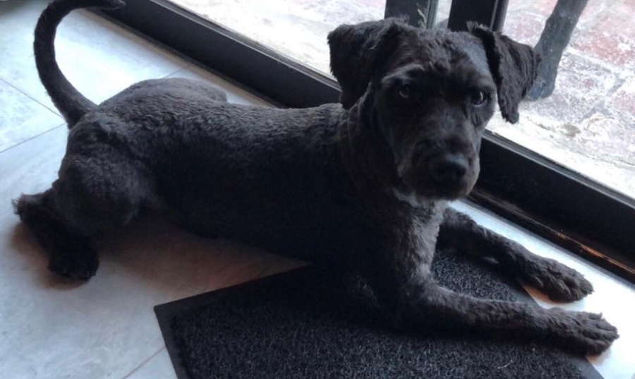 Vieron cómo tiraban un perro de un auto en Gonnet y creen que podría ser robado