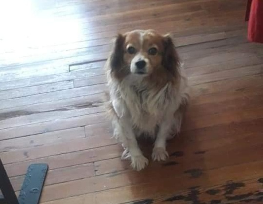 Una familia busca a Luna, una perrita de Los Hornos