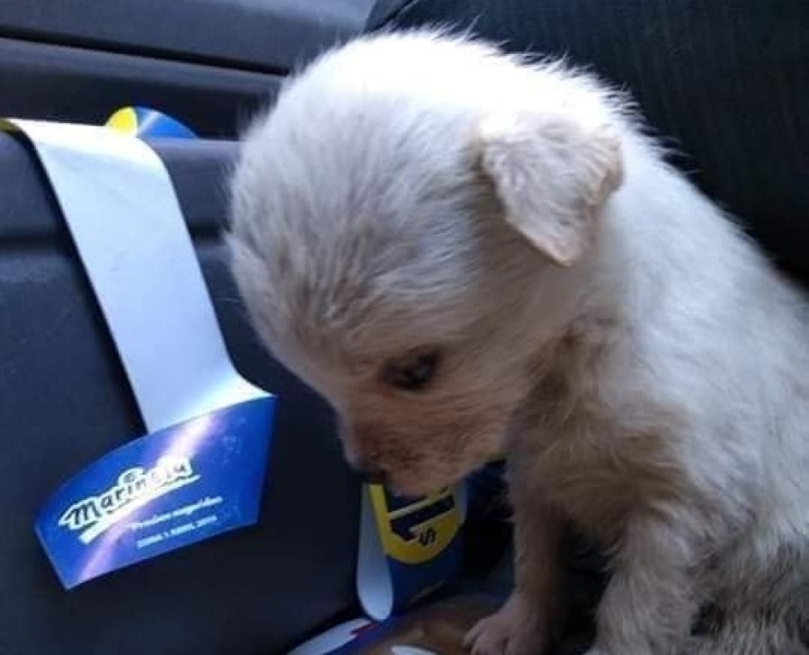La imagen de una perrita triste recién rescatada de una bolsa de basura
