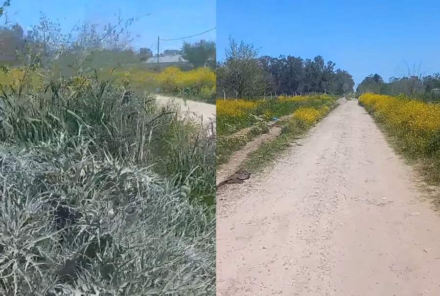 En 185 y 32, los vecinos se quejaron de la altura del pasto y la inseguridad