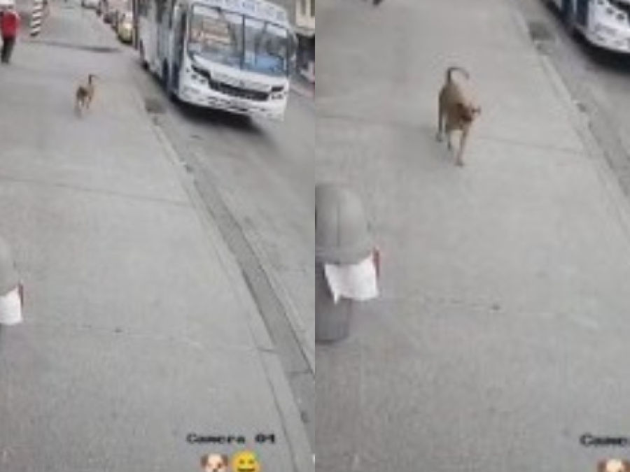 Un perro se toma el micro para ir a la veterinaria, quedó filmado y las revolucionó las redes