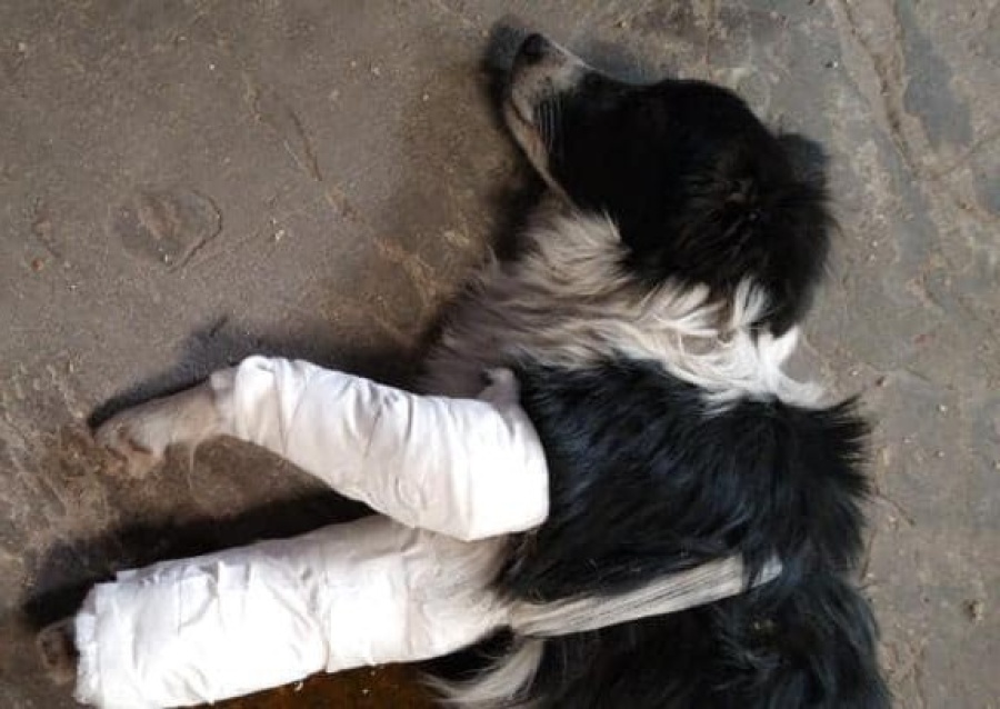 Chichilo, el perrito atropellado en Berisso que necesita la ayuda de todos
