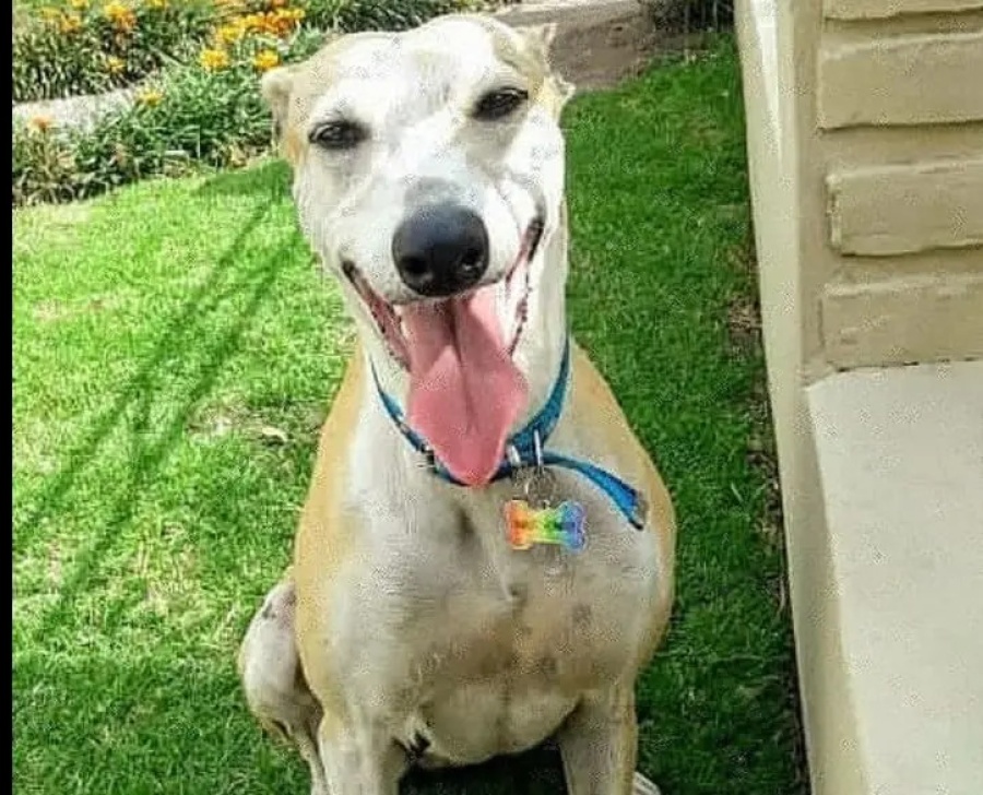 Buscan a Juanita: la perrita abandonada y herida en Isla Santiago