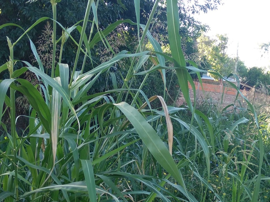 Vecinos reclamaron urgente que se corte el pasto en 146 y 57: ”Queremos una solución”