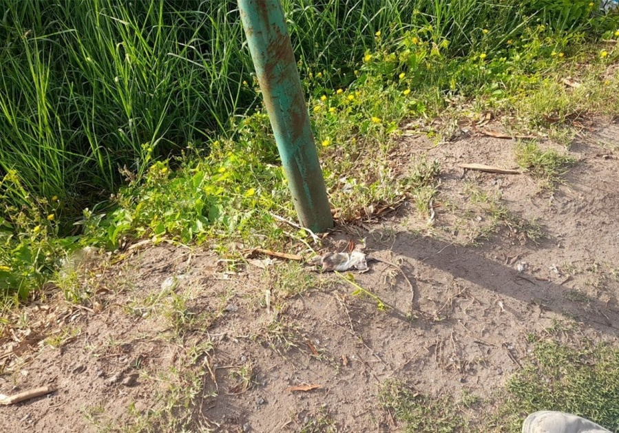 Aparecieron ratas florando en Barrio Aeropuerto y los vecinos piden desinfección