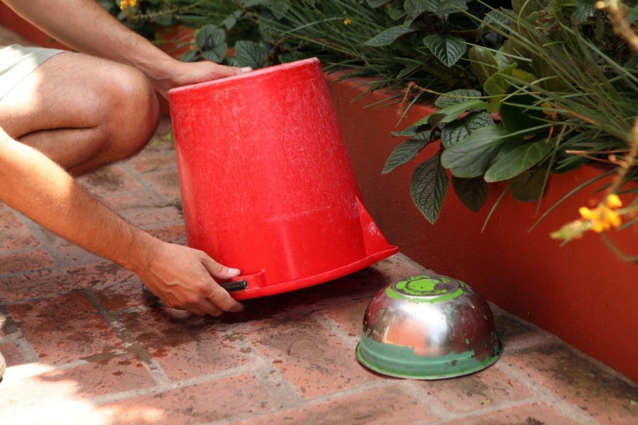 Desde el municipio platense piden eliminar depósitos de agua acumulada para prevenir el dengue