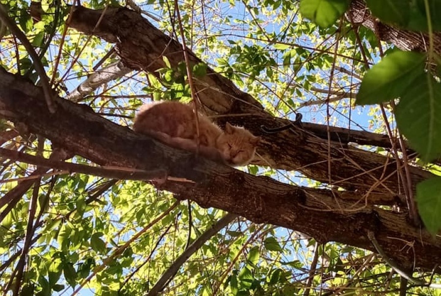 Un gato quedó atrapado en un árbol en 16 y 61 y necesitan ayuda para rescatarlo