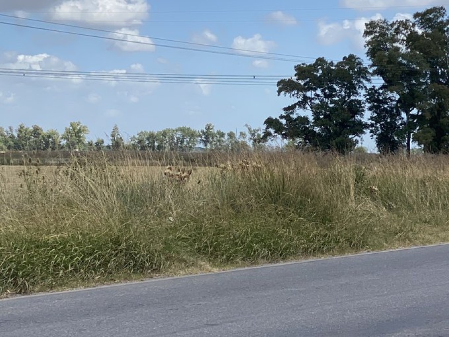Vecinos reclamaron por pastizales por arriba del metro y medio frente a la escuela 77: ”es un abandono”