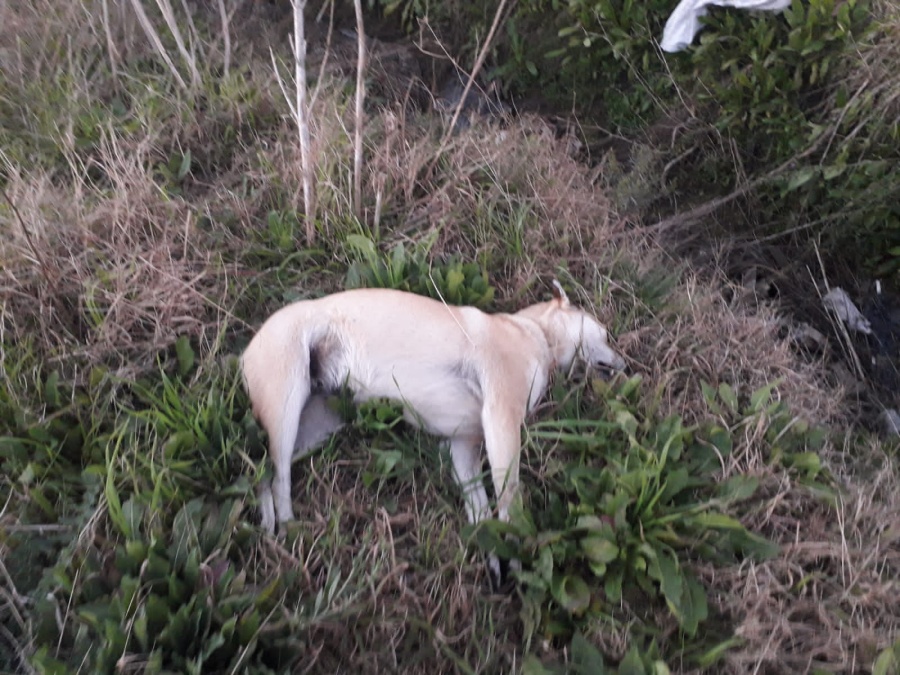 Aberrante: denuncian a un vecino que envenena perros en un barrio de La Plata