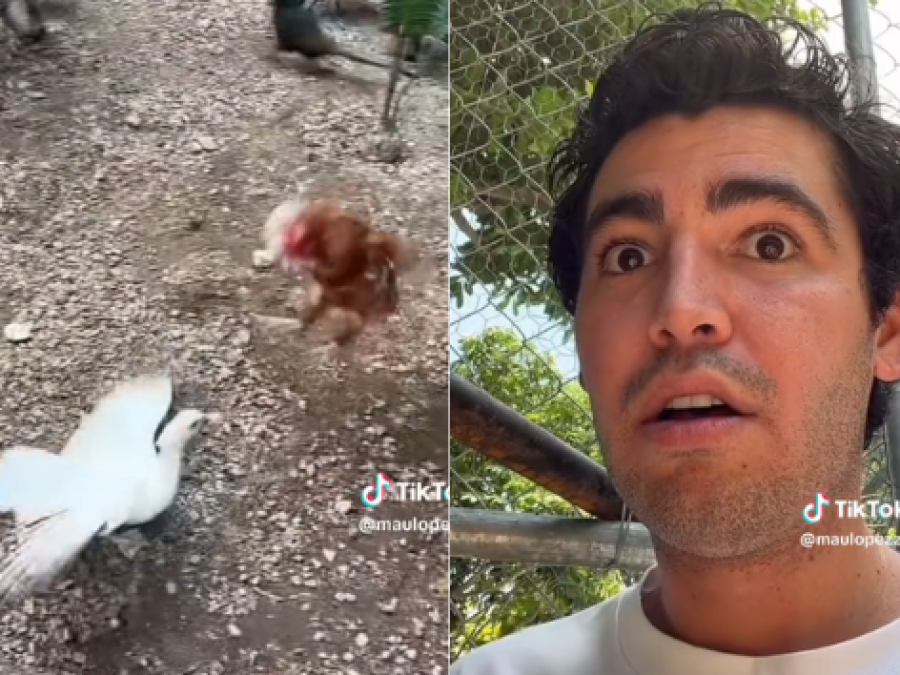 Un joven está incubando huevos ”cruza” de un pato y una gallina y mantiene expectante a sus seguidores