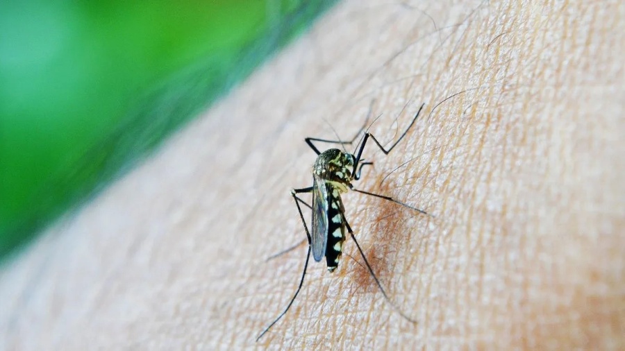 ¿Cuándo y en qué barrios de La Plata se realizará una fumigación contra el dengue?
