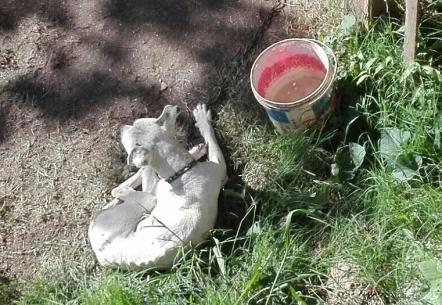 Un perro está encadenado y desnutrido ”por malo” en la zona de la estación de tren de Ringuelet