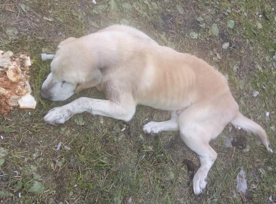 Quedó ciego, lo abandonaron y ahora está desnutrido esperando que lo adopten en Berisso