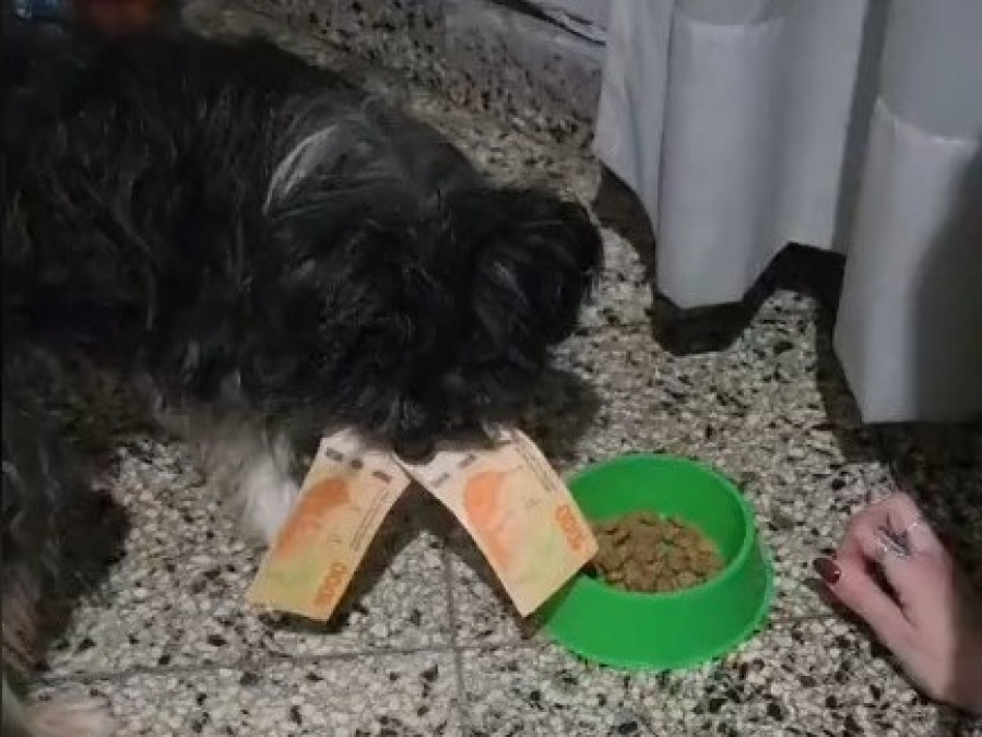 Les quedaban dos mil pesos a fin de mes, su perro se los quiso comer y tuvieron que ingeniárselas: ”Te lo pido por favor”