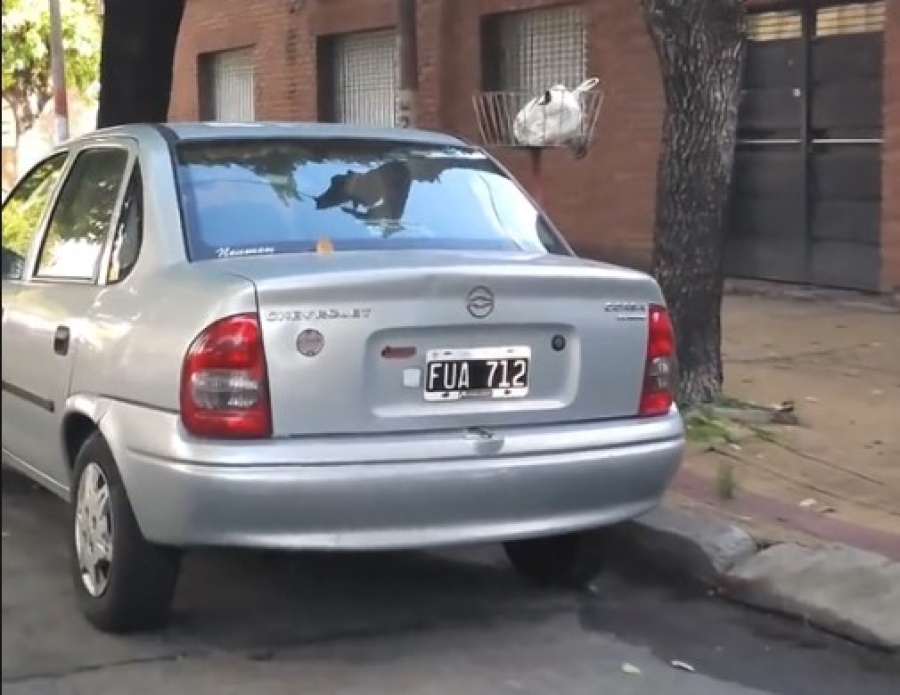 Las patentes más insólitas existen en La Plata y están en un solo video