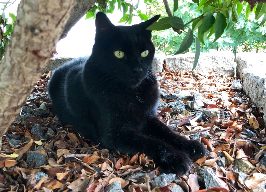 Pépito, el gato más famoso de las redes sociales, cumplió 16 años y recibió miles de saludos