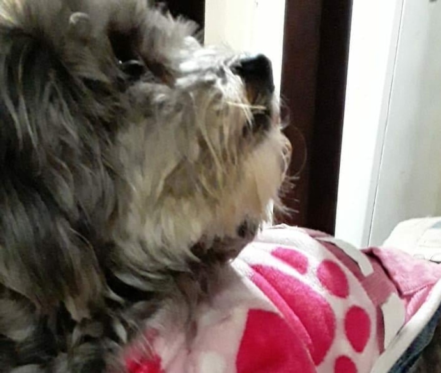 Busca a Momo en City Bell y ofrecen recompensa: ”Estaba con esta ropita cuando se perdió”