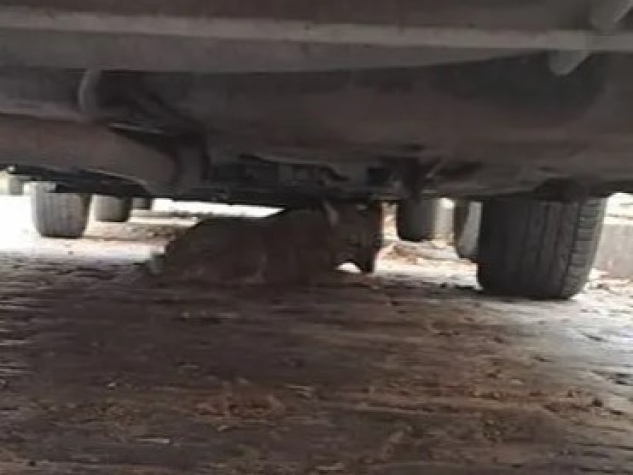 Zorra suelta en Barrio Norte