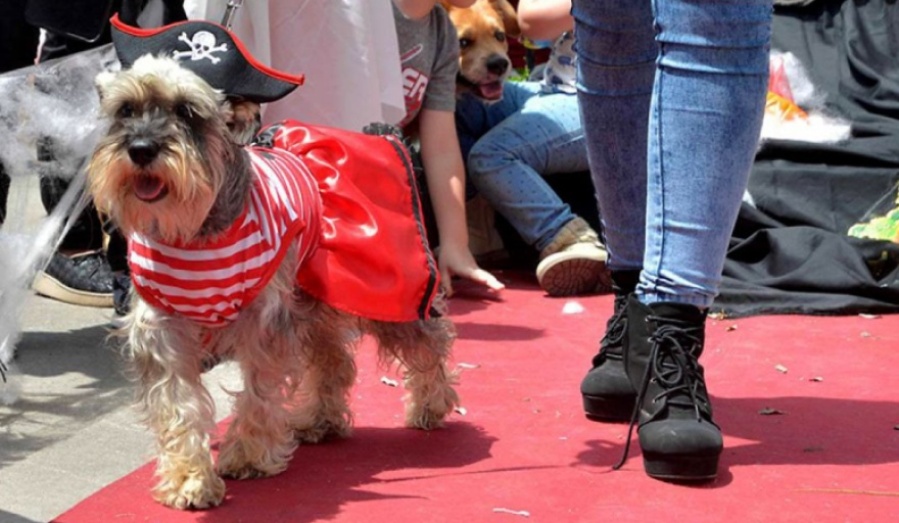 Halloween con patas: Organizan un desfile de disfraces para mascotas en La Plata