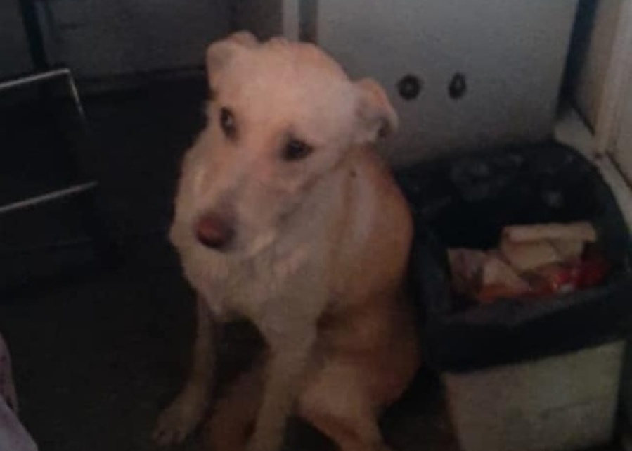 Trabajadores del peaje de la autopista le salvaron la vida a un perrito que casi muere atropellado