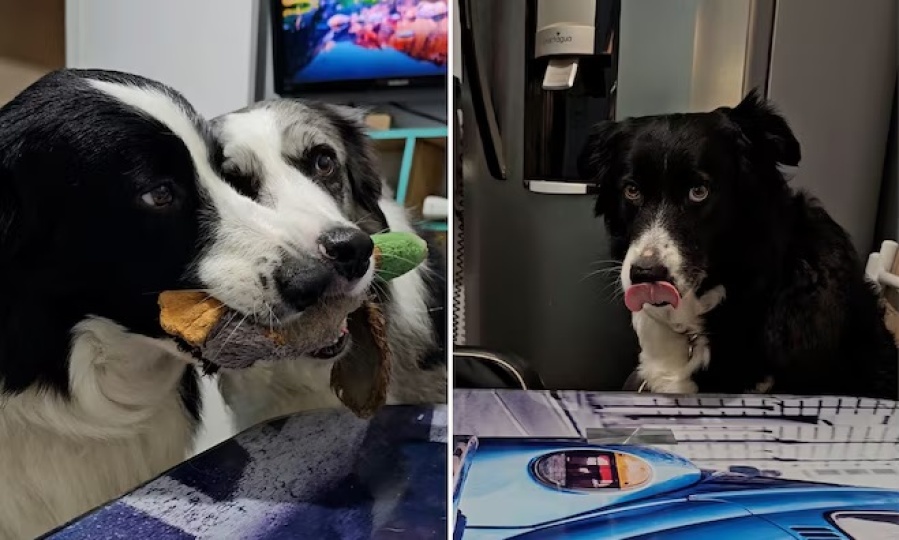 La traviesa familia de border collies que se ganó el corazón de todos en TikTok