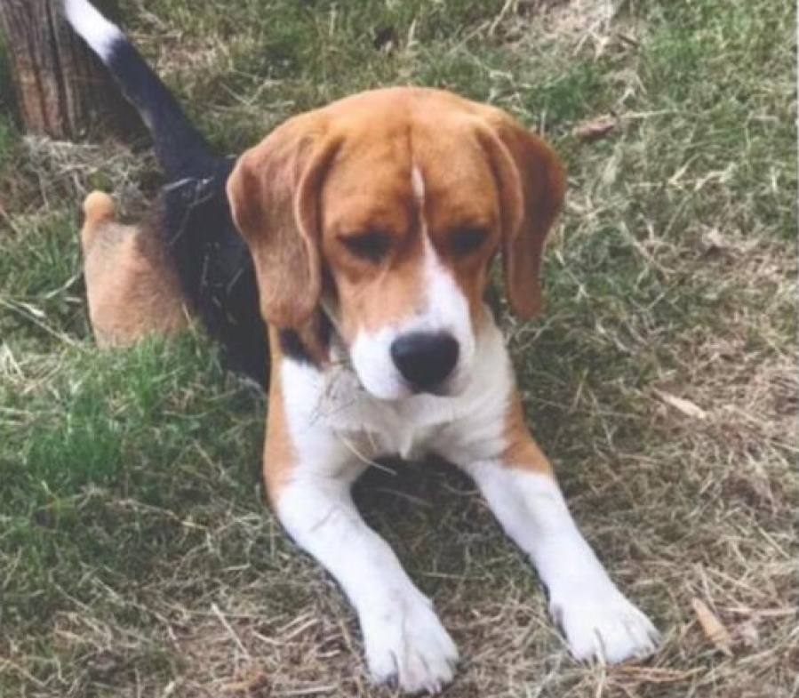 Buscan desesperadamente a su perro enfermo en La Plata: ofrecen recompensa