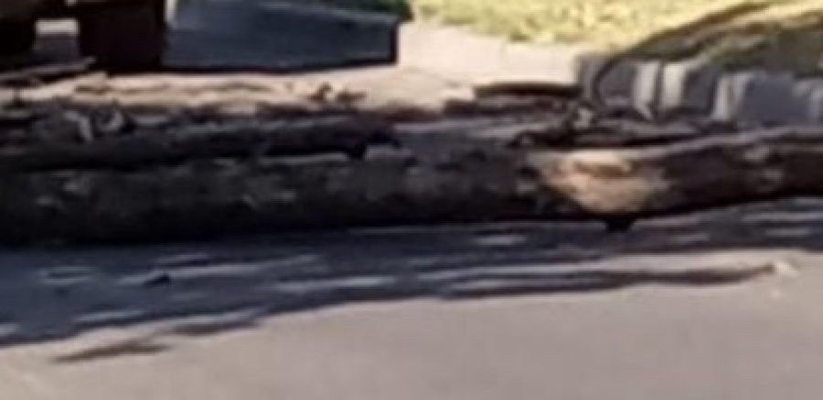 Una rama de gran porte preocupó a los vecinos de calle 72