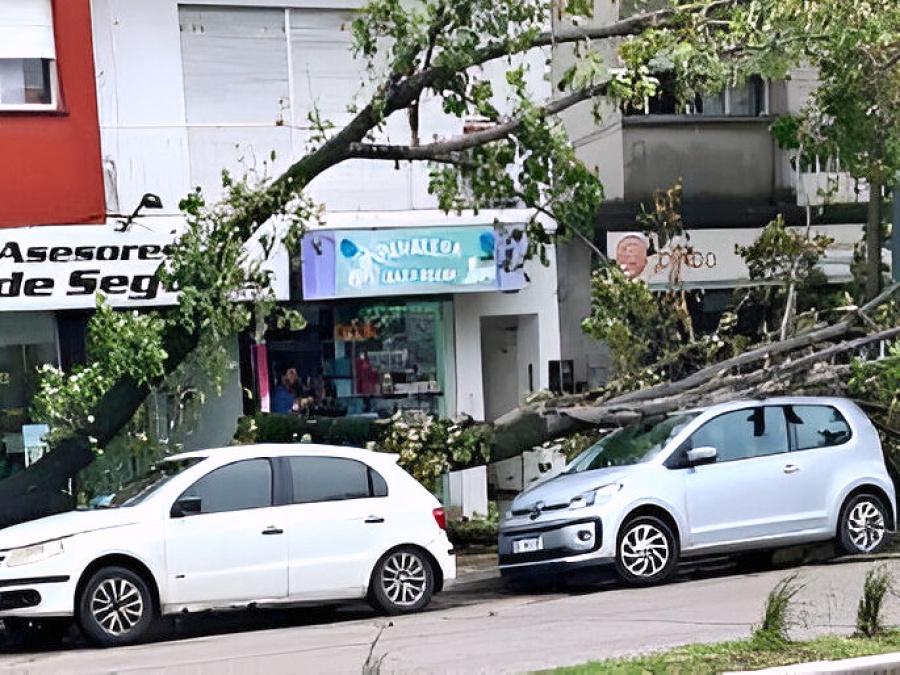 Árboles y postes cayeron sobre autos y casas: las ráfagas de viento llegaron con fuerza a La Plata y provocaron destrozos