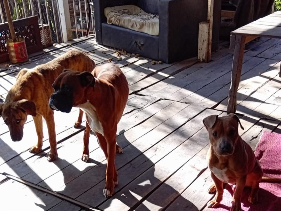 “No los puedo ver así”: Una pensionada de la Isla Santiago de Ensenada pide ayuda para mantener a sus perros rescatados