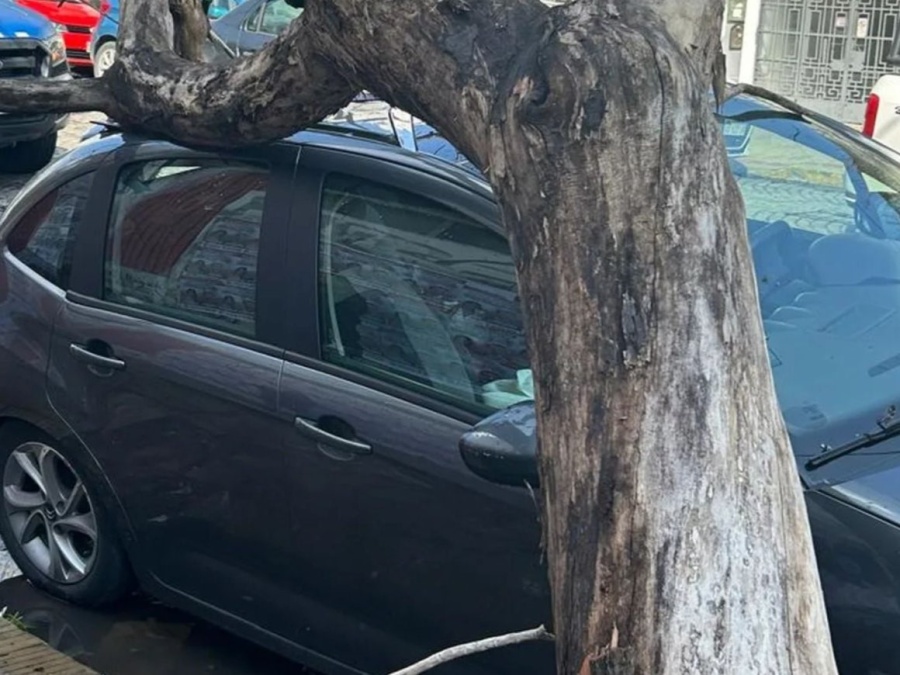 Un árbol cayó sobre un auto en pleno centro de La Plata