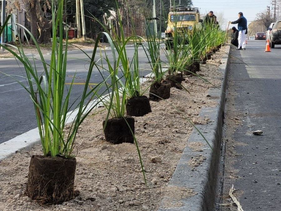 Se colocaron 400 ejemplares arbóreos sobre Avenida 131 y ya son más de tres mil árboles plantados