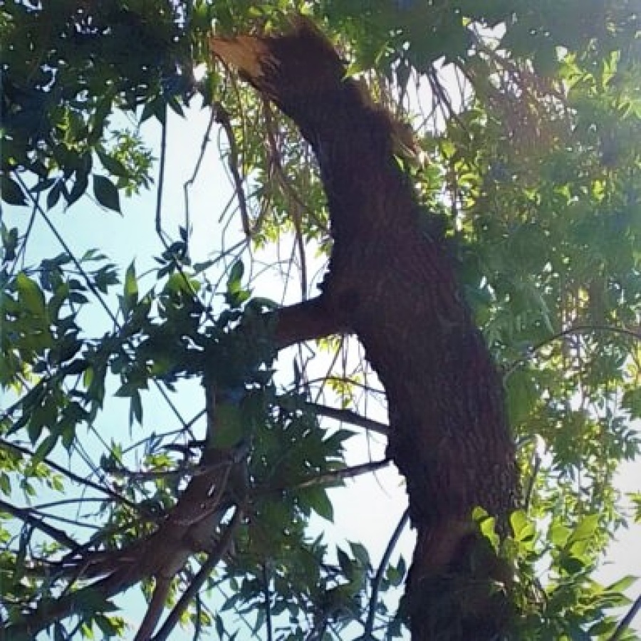 Vecinos piden que saquen la parte de un árbol que quedó colgando de los cables en 40 y 115