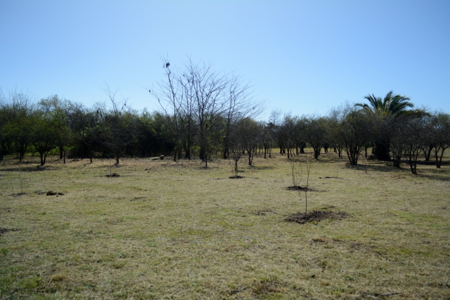 En el marco del Día del Árbol, se recuperaron más nativos del Parque Ecológico de Villa Elisa