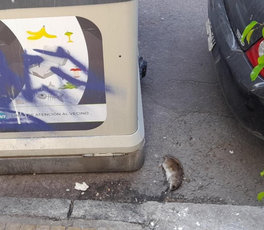 Vecinos de 58 y 10 reclaman por la acumulación de basura y ratas