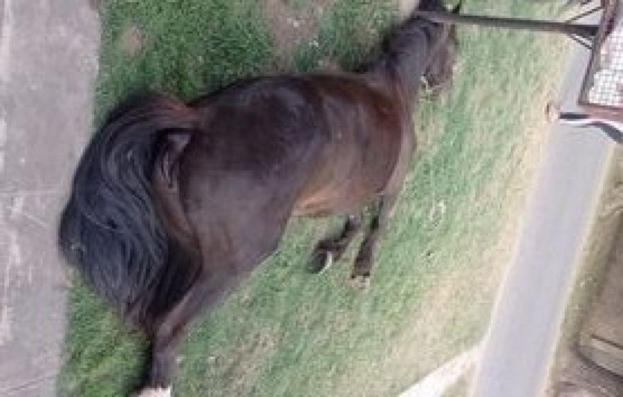 Vecinos de 157 y 65 se quejaron por el cadaver de un caballo que quedó varios días en medio de la vereda