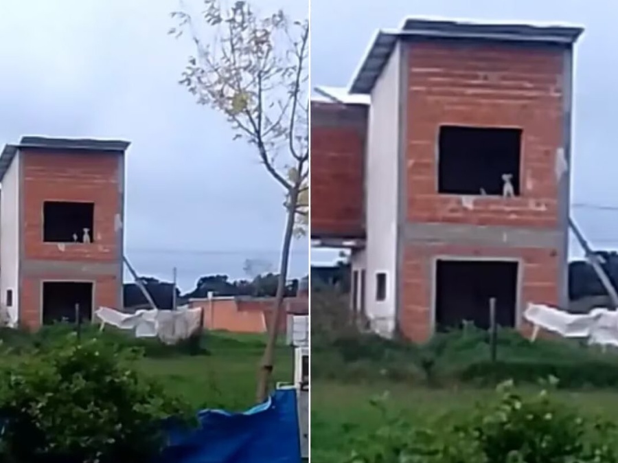 Buscaba a sus perros y los encontró en el lugar menos pensado: ”Les va bien”