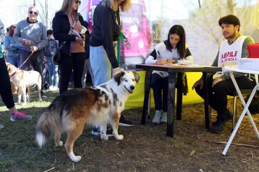 La Municipalidad avanza con la atención veterinaria itinerante en diferentes barrios de La Plata