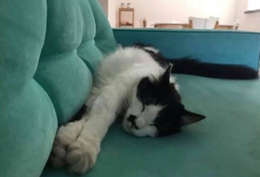El extraño caso del gatito platense que se robaron: su familia pegó carteles para encontrarlo y se los arrancan