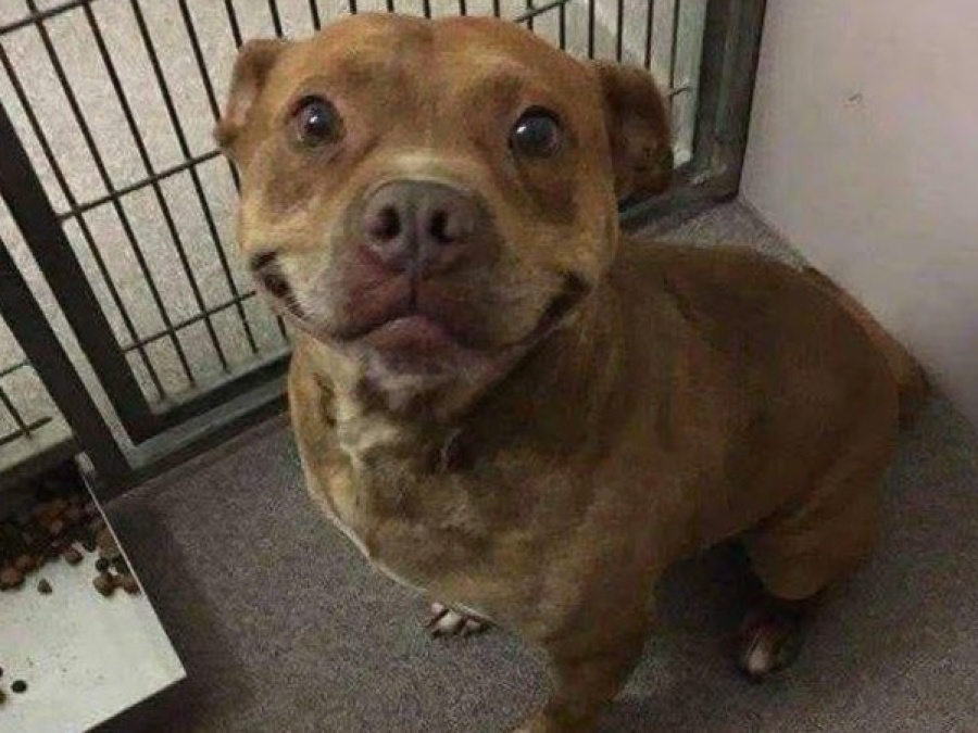 Su sonrisa y el anuncio de un refugio de La Plata pidiendo una oportunidad llevaron al rescatista a adoptarlo