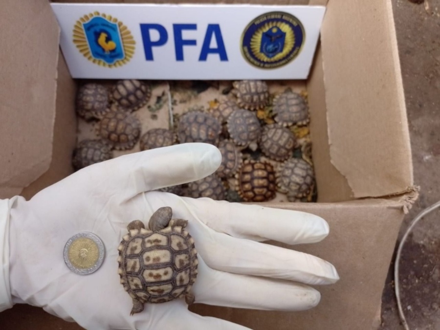 Rescataron a más de 300 aves y reptiles en peligro de extinción de una vivienda Los Hornos