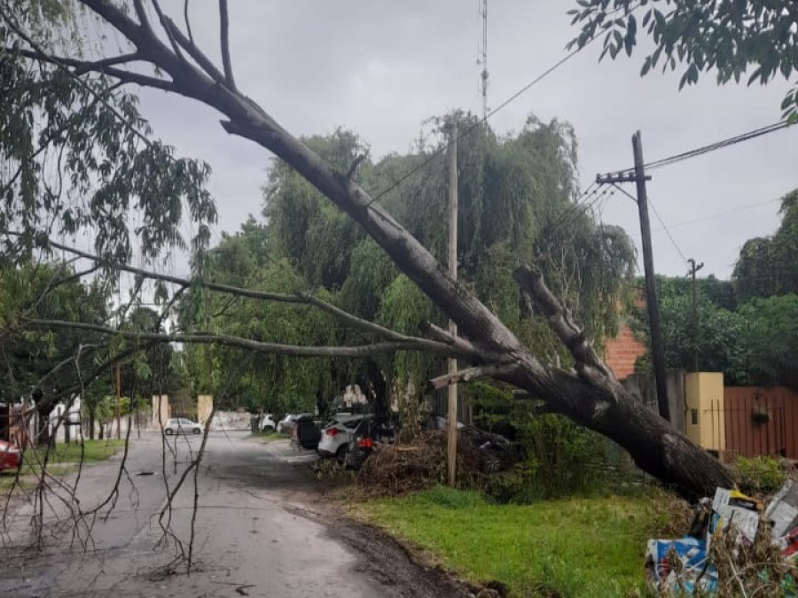 Vecinos de 135 y 71, se mostraron preocupados por la caída de un árbol en el barrio: ”Muy peligroso”