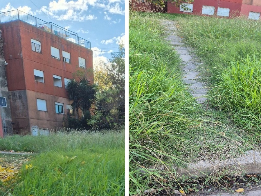 Vecinos de calle 78 en 10 y 12 reclaman el corte y mantenimiento de pasto