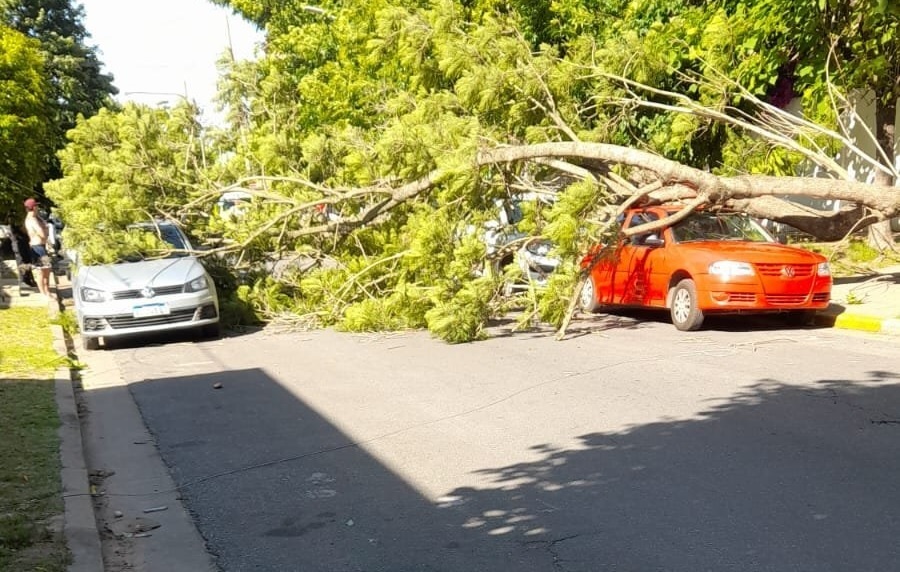 Las fuertes ráfagas de viento en La Plata desprendieron árboles de raíz, tiraron abajo postes y provocaron cortes de luz
