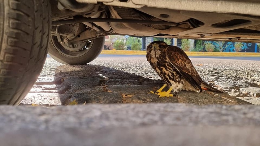 Una platense encontró un búho debajo de un auto, pidió ayuda y Zoonosis no se hace cargo