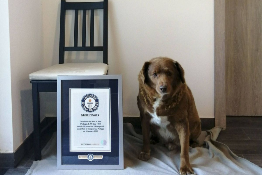 A los 31 años falleció Bobi, el perro más viejo del mundo