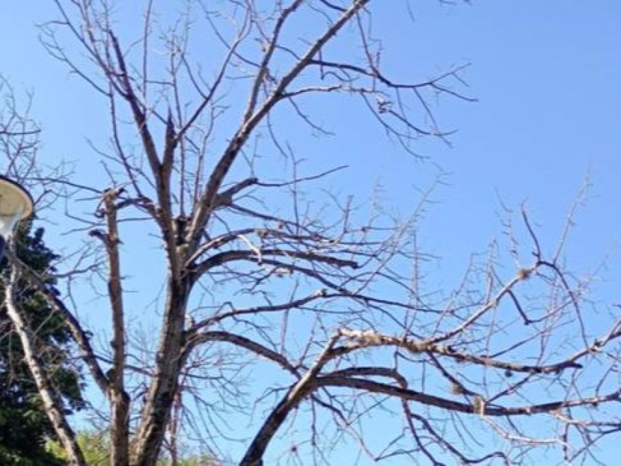 Vecinos de Plaza Azcuénaga denuncian el deterioro de los árboles